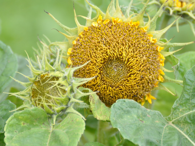 Обои картинки фото цветы, подсолнухи