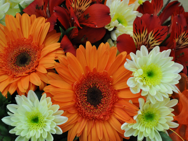 Обои картинки фото цветы, разные, вместе