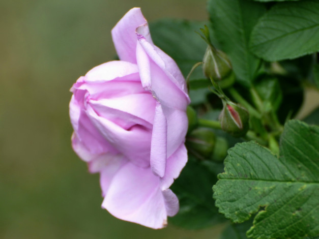 Обои картинки фото цветы, розы