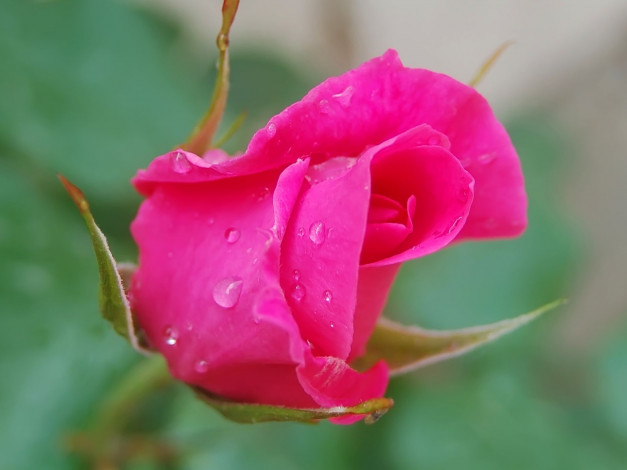 Обои картинки фото цветы, розы