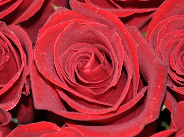 Обои картинки фото цветы, розы