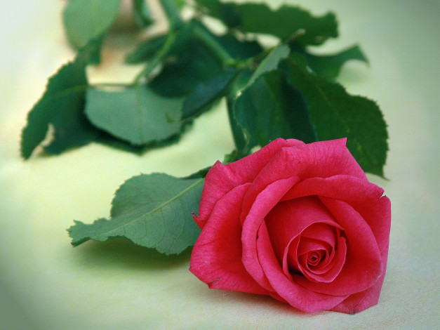 Обои картинки фото цветы, розы