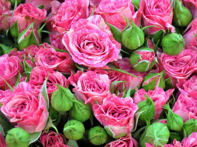 Обои картинки фото цветы, розы