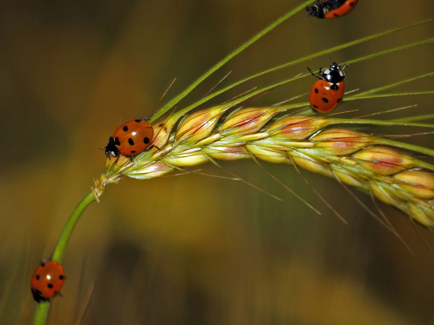 Обои картинки фото животные, божьи, коровки