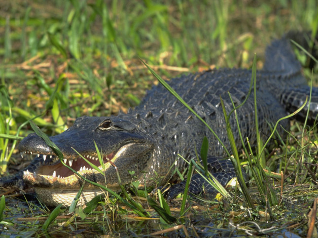 Обои картинки фото животные, крокодилы