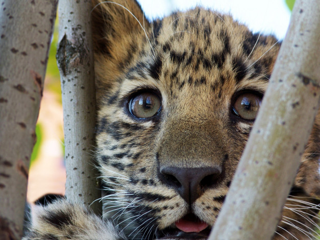 Обои картинки фото животные, леопарды