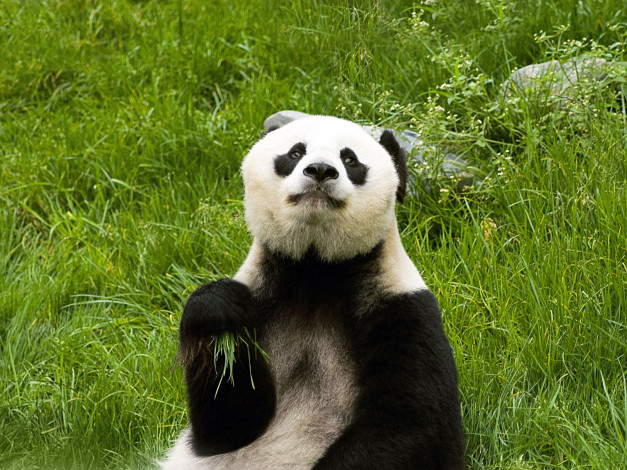 Обои картинки фото животные, панды