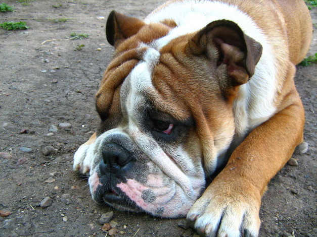 Обои картинки фото животные, собаки