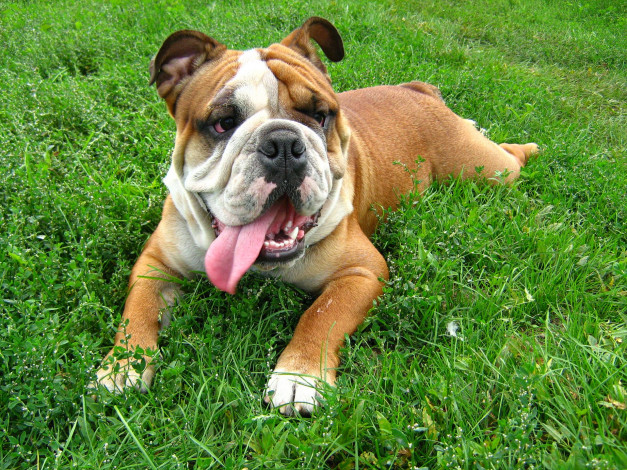 Обои картинки фото животные, собаки