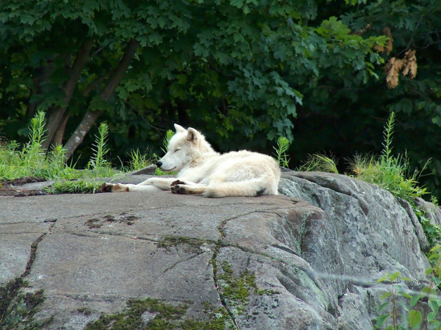 Обои картинки фото животные, волки