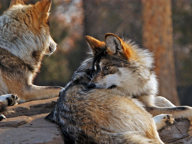 Обои картинки фото животные, волки
