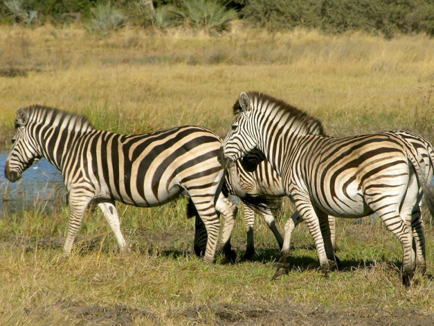 Обои картинки фото животные, зебры