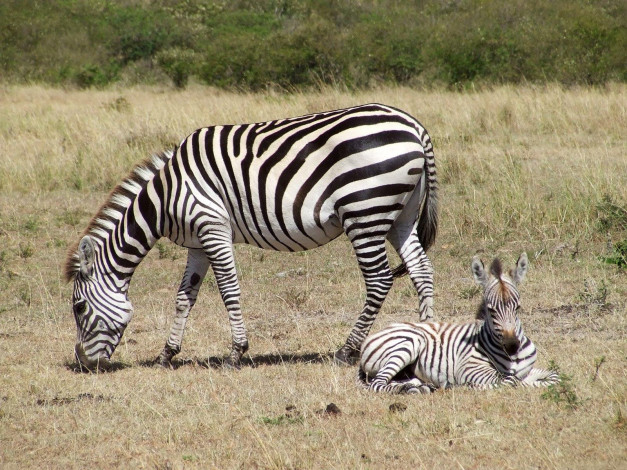 Обои картинки фото животные, зебры