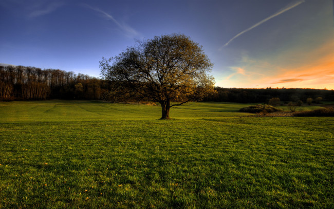 Обои картинки фото природа, деревья