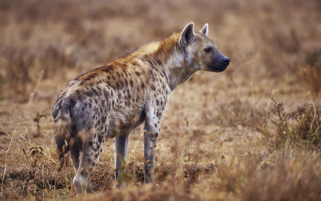 Обои картинки фото животные, гиены, гиеновые, собаки