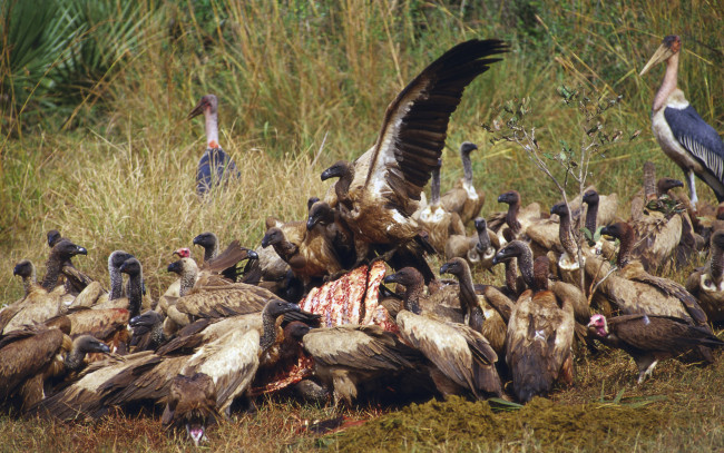 Обои картинки фото животные, птицы, хищники