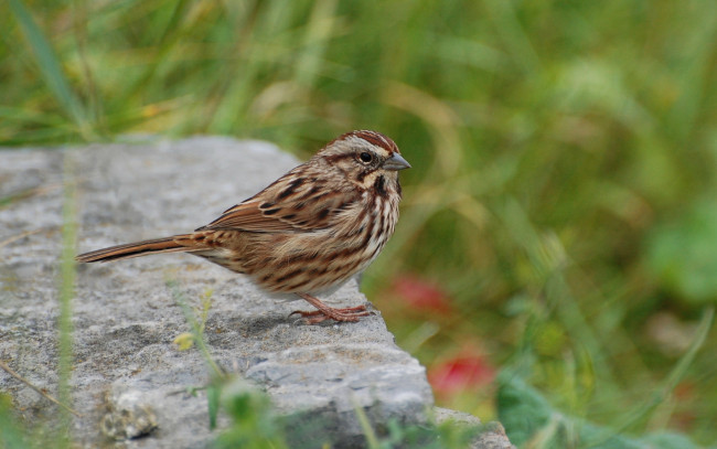 Обои картинки фото животные, воробьи