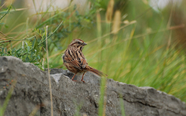 Обои картинки фото животные, воробьи