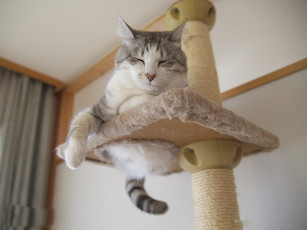 Картинка животные коты