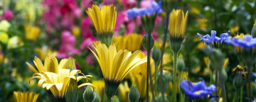 Картинка цветы луговые полевые