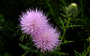 Картинка цветы Чертополох репейник тёмный колючки