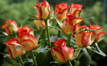 Картинка цветы розы бутоны