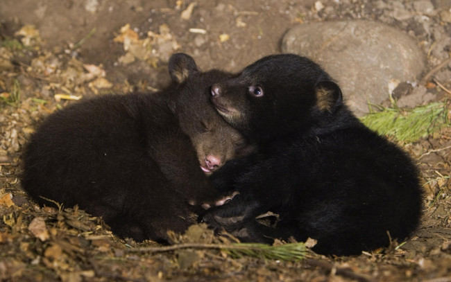 Обои картинки фото животные, медведи, медвежата