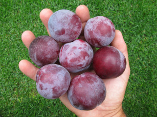 Картинка еда персики сливы абрикосы рука