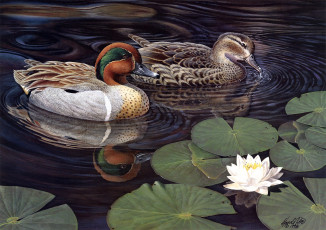 обоя greenwing, teal, рисованные, harold, roe, озеро, чирок, утки, лотос