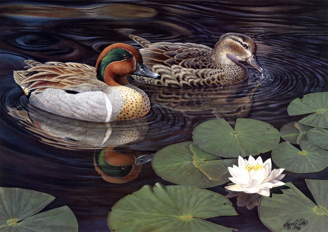 Обои картинки фото greenwing, teal, рисованные, harold, roe, озеро, чирок, утки, лотос