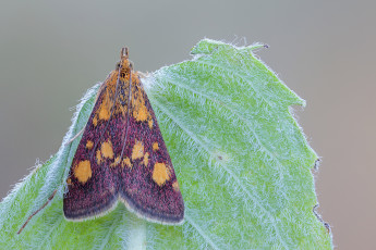 Картинка животные бабочки листик насекомое моль травинка фон макро