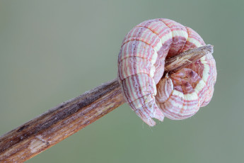 Картинка животные гусеницы гусеница зелёный фон травинка макро