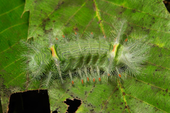 Картинка животные гусеницы лист гусеница макро itchydogimages