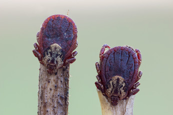 Картинка животные насекомые макро фон утро