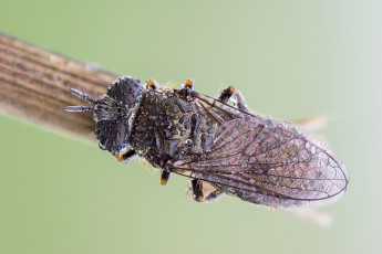 Картинка животные пчелы +осы +шмели травинка капли роса насекомое утро зелёный фон макро