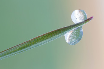 Картинка природа макро травинка зелёный фон капли роса утро