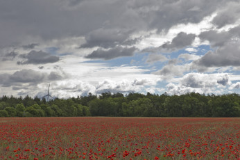 Картинка природа поля маки поле небо облака