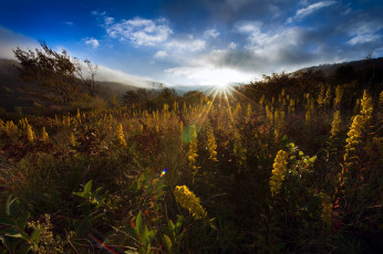 Картинка природа восходы закаты трава деревья лучи солнце небо цветы
