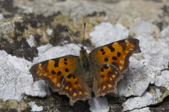 Картинка животные бабочки усики крылья насекомое макро бабочка земля