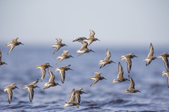 Картинка животные Чайки +бакланы +крачки птицы полёт море стая