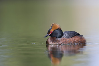 Картинка животные Чомги+ поганки плавание вода птица чомга