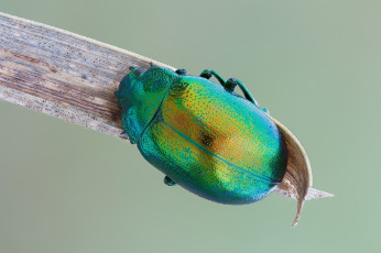 Картинка животные насекомые макро насекомое фон жук травинка