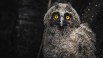Картинка животные совы взгляд сова ушастая совенок