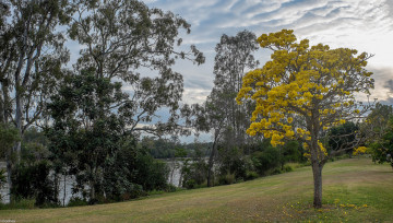 Картинка природа реки озера деревья зелень трава