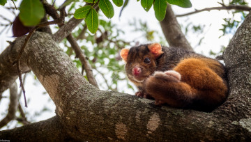 Картинка животные -+другое дерево солнечно зверёк небо ветка