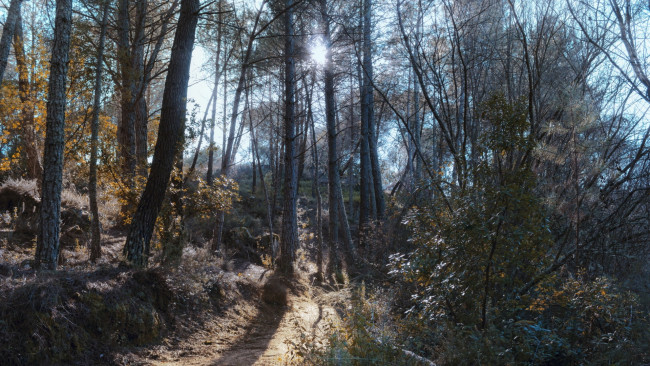 Обои картинки фото природа, лес, солнце, тропинка, лучи