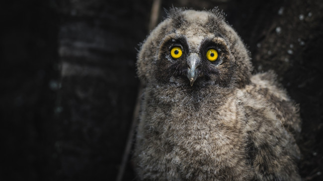 Обои картинки фото животные, совы, взгляд, сова, ушастая, совенок