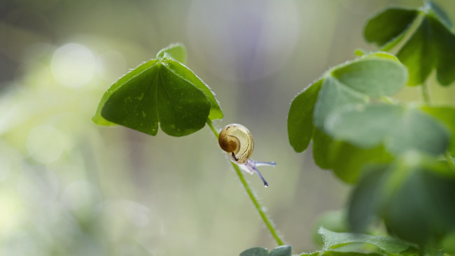Обои картинки фото животные, улитки, макро, улитка, листья, клевер