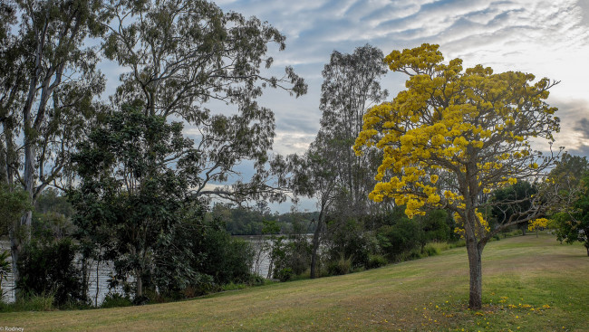 Обои картинки фото природа, реки, озера, деревья, зелень, трава