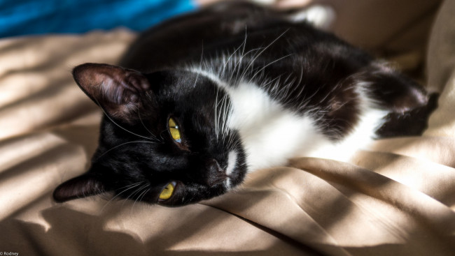 Обои картинки фото животные, коты, взгляд, прищурился, лежит, желтоглазый, кот, жёлтые, глаза, чёрно-белый, солнечные, зайчики